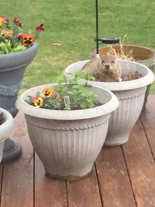 Marmot in a pot